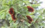 Pine-tree-121515