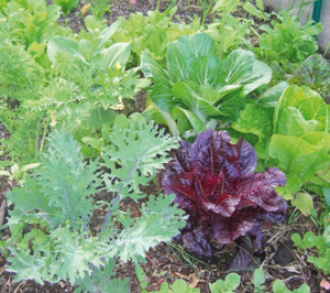 spring-greens-021516