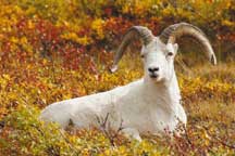 Goat-031516-by-Jon-Shaver