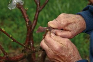 Cherry_tree_grafting-051516