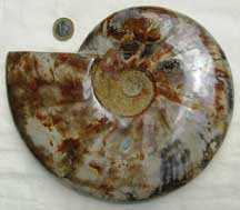 Super_Deal_Exquisite_Ammonite_Fossils_Direct_From