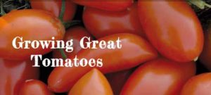Tomatoes-050116