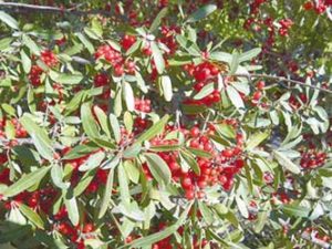 silver-buffaloberry-050116