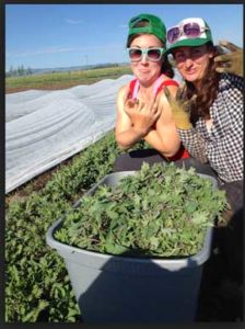 strike-farms-0515116