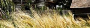 Hops-&-History,-to-the-Living-History-FarmW-061516