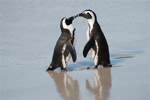 penguins