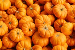 pumpkin-hunt