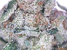 deadhead