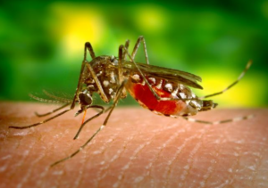 west-nile