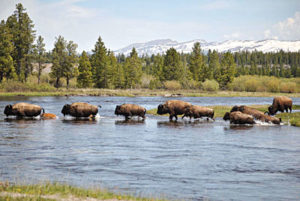 buffalo-migration-has-begun-110116