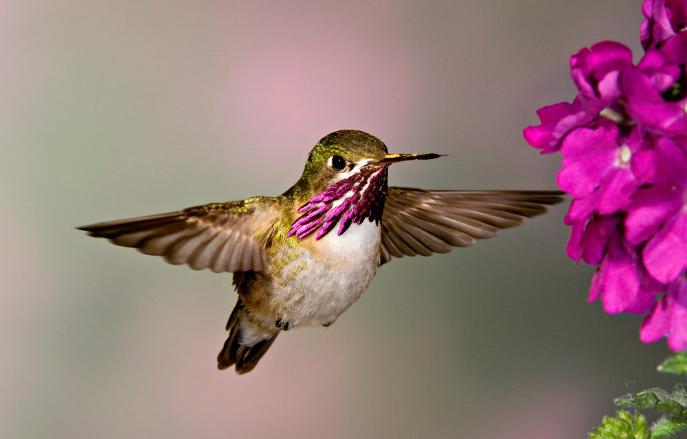 Epic Yellowstone hummingbird Sac Audubon Montana – Jan 2020