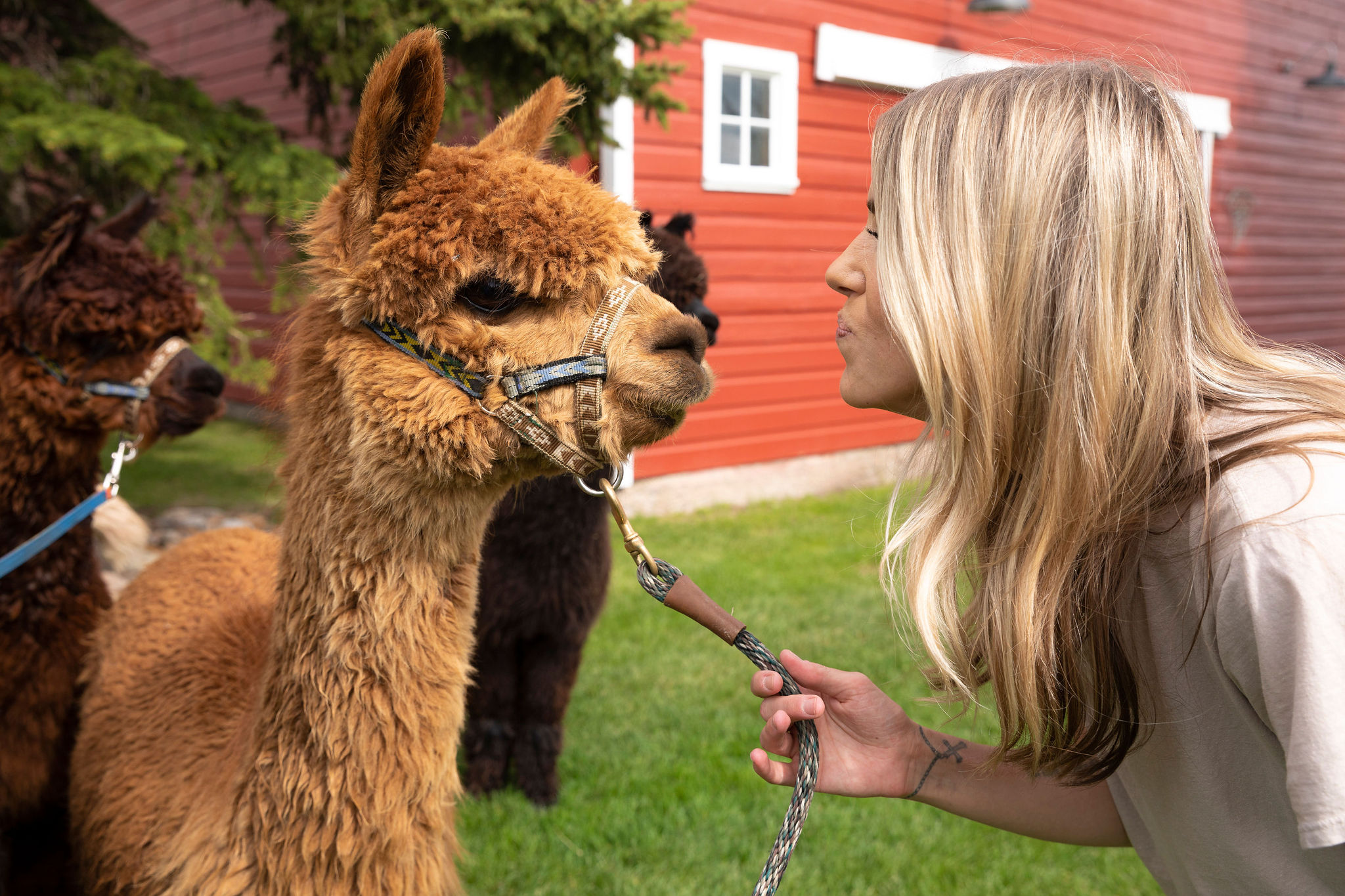 Get the Alpaca Llama Farm Experience The BoZone