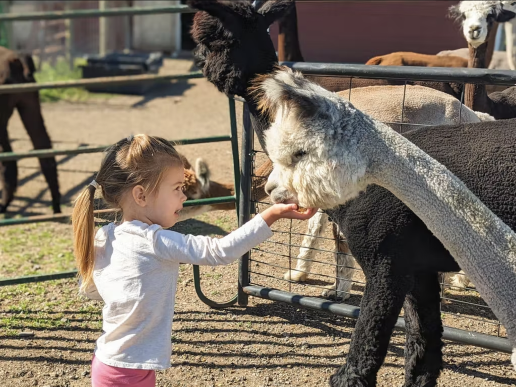 Get the Alpaca & Llama Farm Experience - The BoZone